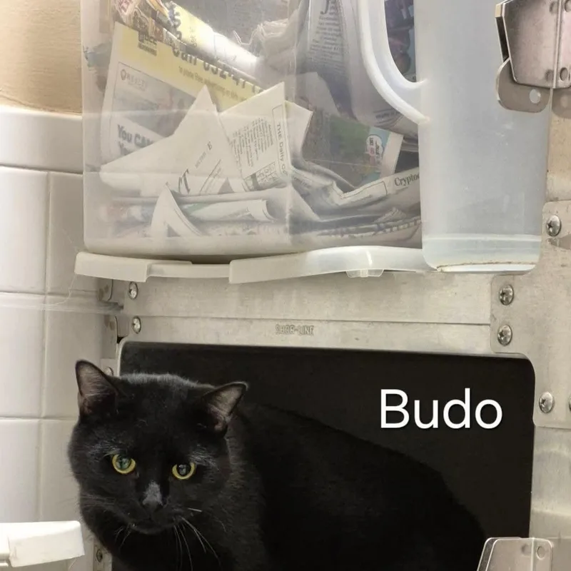 Budo