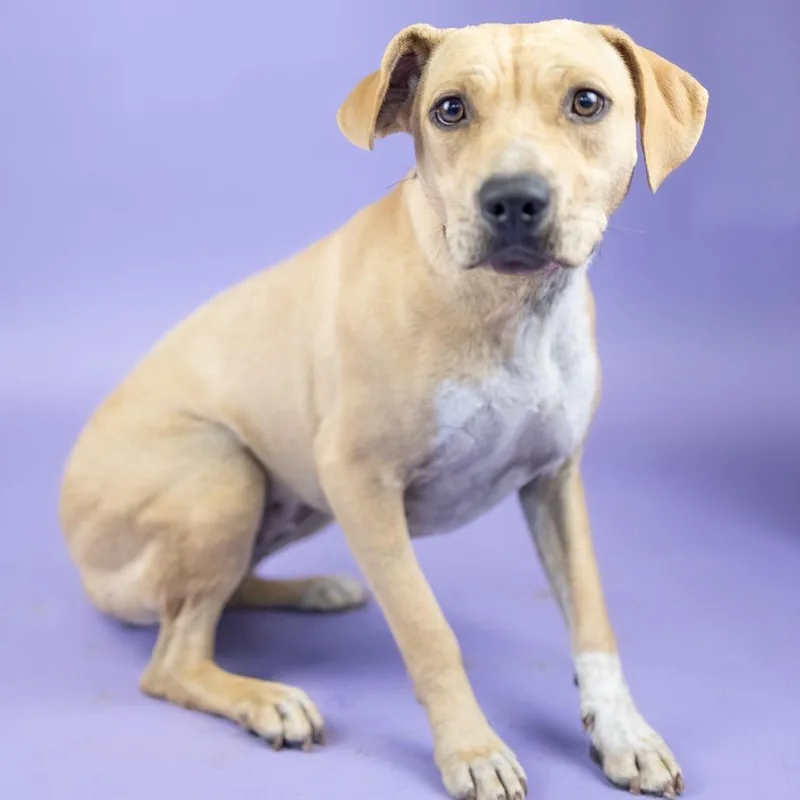 A young medium-sized female Yellow / Tan / Blond / Fawn Mixed Breed dog named Lilly for adoption in Portland, OR