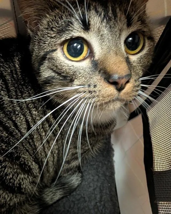 A young small-sized female Domestic Short Hair cat named Snow Cone for adoption in Virginia Beach, VA