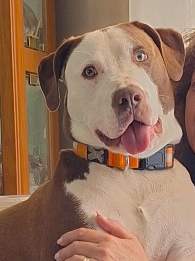 Roscoe thumbnail 3