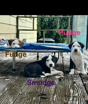 Roscoe thumbnail 5
