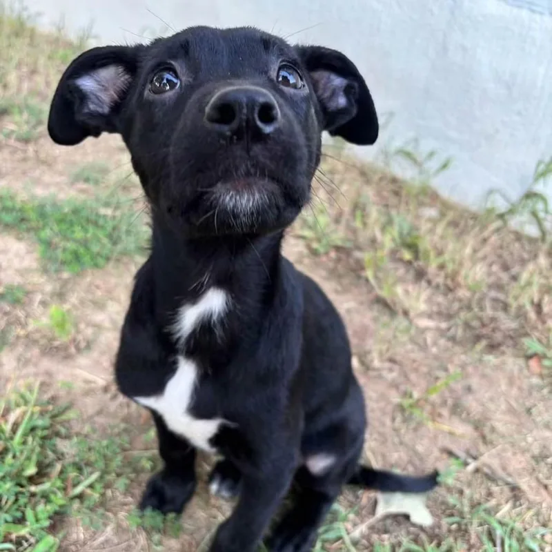 A baby small-sized female Black Mixed Breed dog named Num Lock for adoption in Fredericksburg, VA