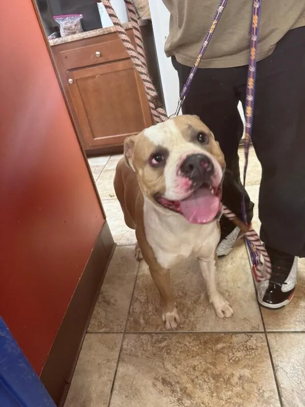 An adult large-sized male Brown / Chocolate Mixed Breed dog named Chacko for adoption in Cincinnati, OH