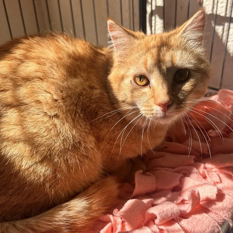 An adult medium-sized male Orange / Red Domestic Short Hair cat named Cato for adoption in Rocky Mount, VA
