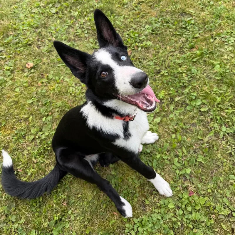 A baby medium-sized male Shepherd dog named Loki for adoption in International Falls, MN