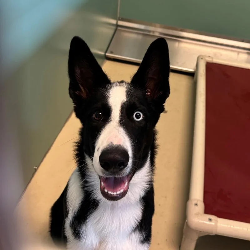 Loki thumbnail 2