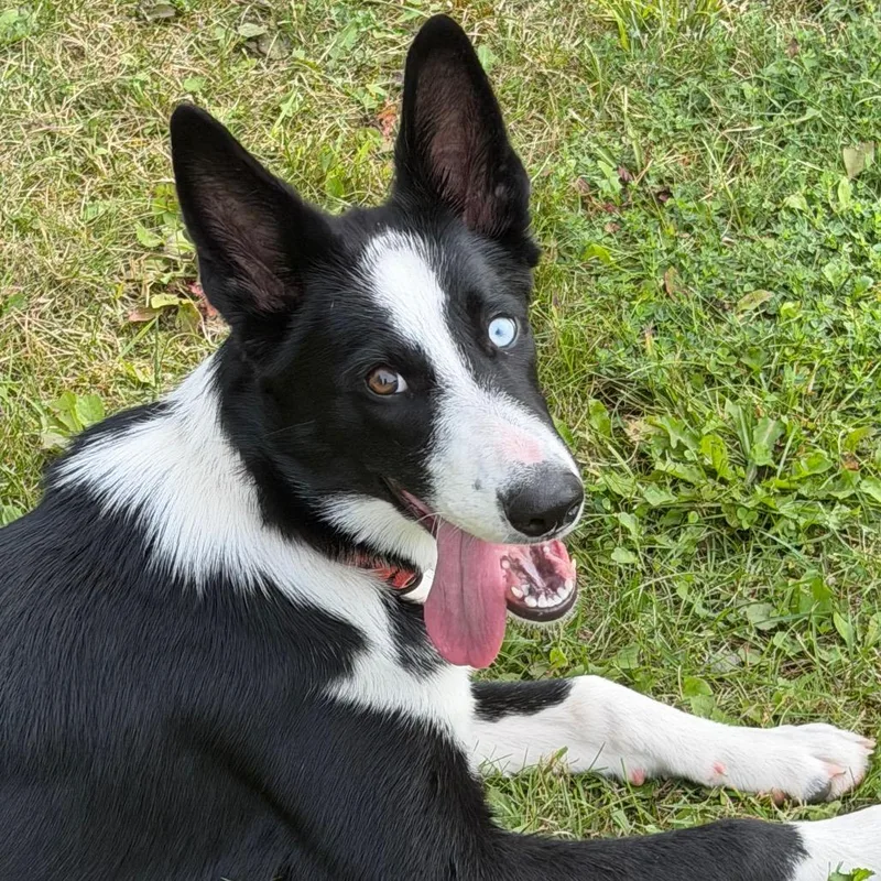 Loki thumbnail 3