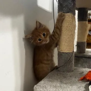 A baby small-sized male Orange / Red Domestic Medium Hair cat named Jerry for adoption in Springfield, IL
