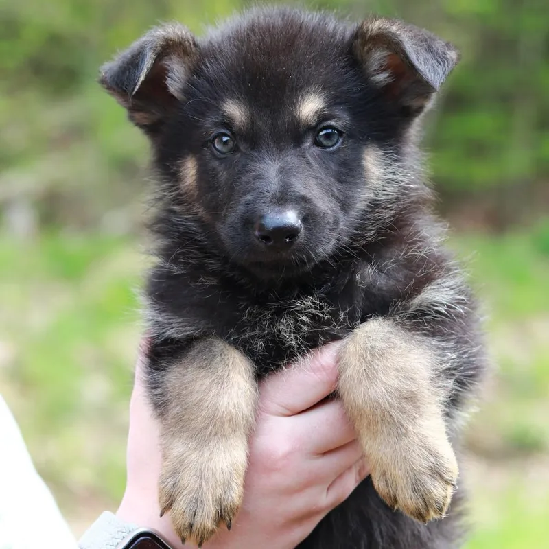 Ct Yellowstone Avail May