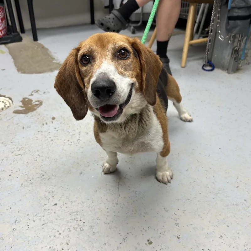 A senior medium-sized male Brown / Chocolate Beagle dog named Hank for adoption in Uniontown, PA
