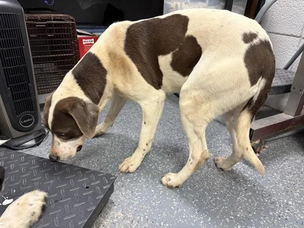 An adult large-sized female Hound dog named Astoria for adoption in Morristown, TN