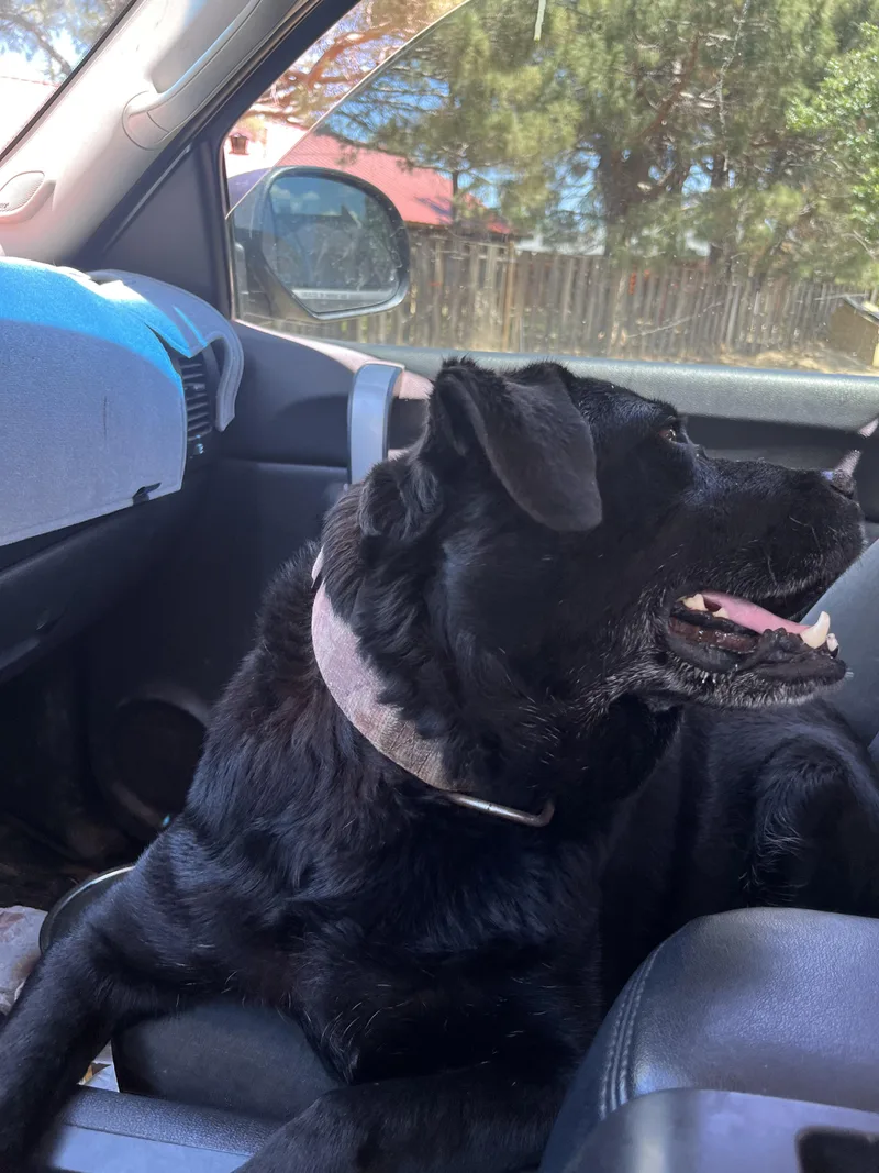 A senior medium-sized male Black Labrador Retriever dog named Walter for adoption in Dallas , TX