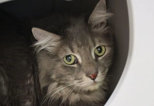 An adult small-sized male Domestic Medium Hair cat named Big John for adoption in Tucson, AZ