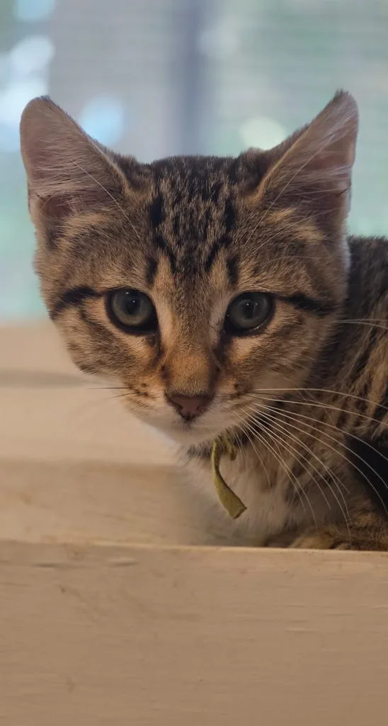 A baby medium-sized female Domestic Short Hair cat named Jasmine for adoption in Miami, OK