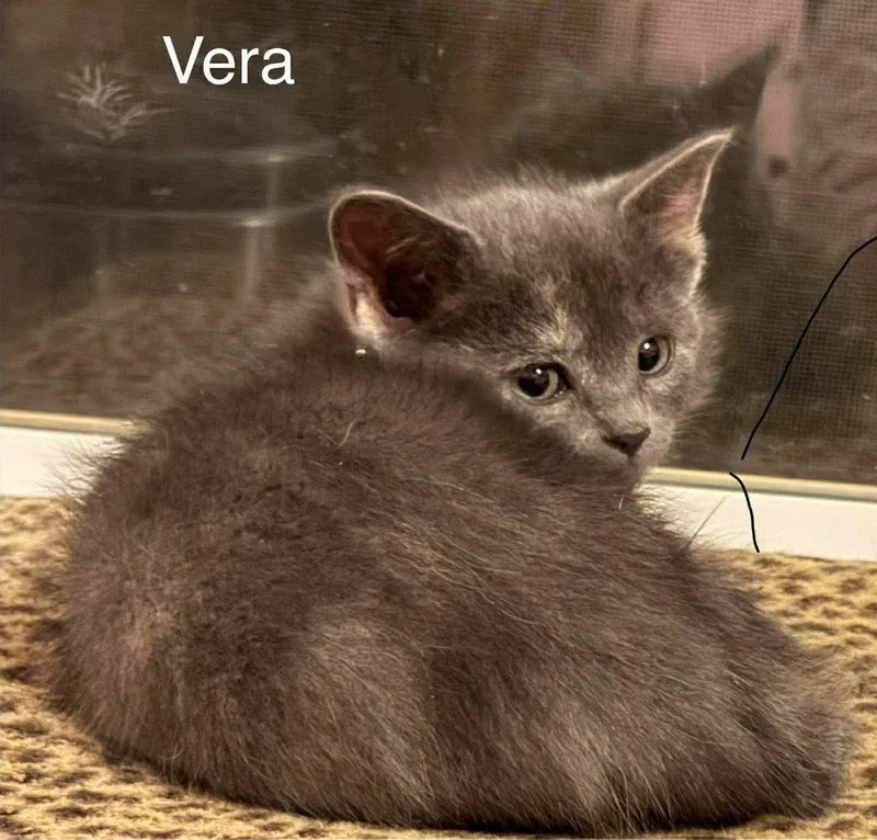 Vera