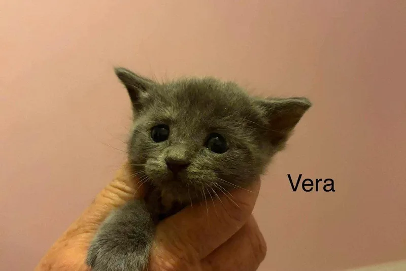 Vera thumbnail 2