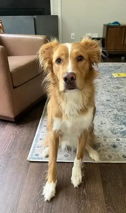 Hank