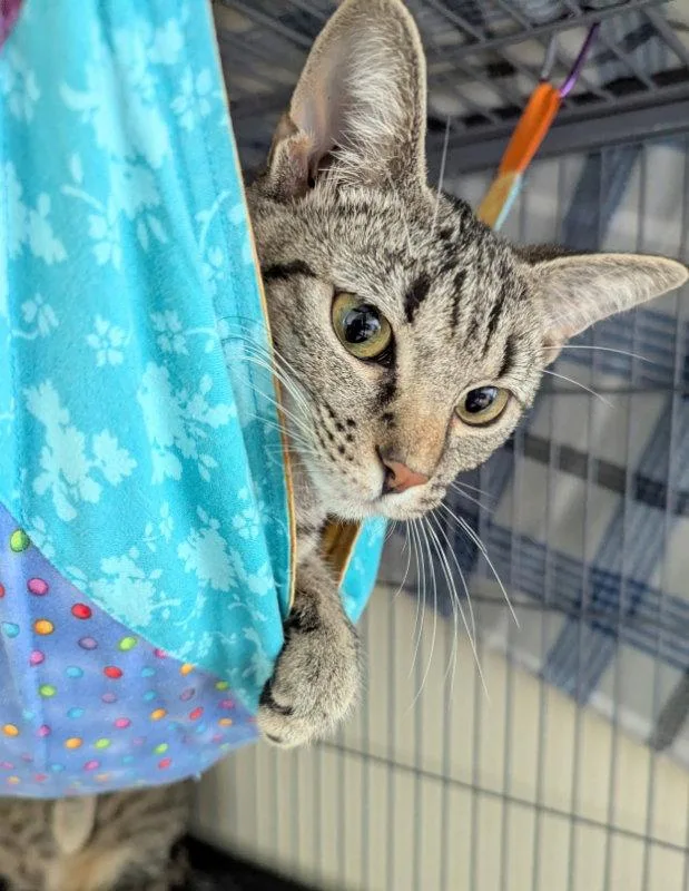 A young medium-sized female Tabby cat named Sparrow for adoption in Ocala, FL