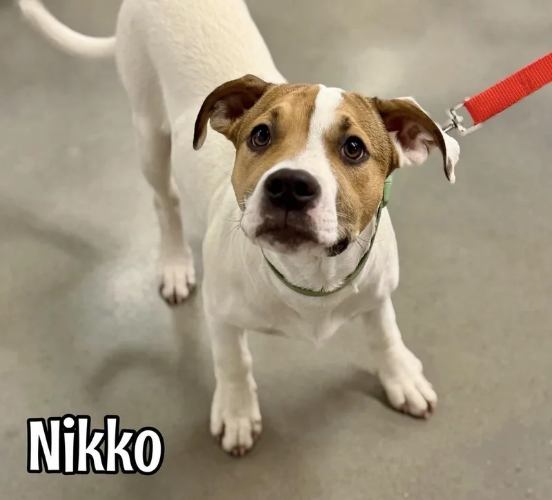 Nikko thumbnail 4