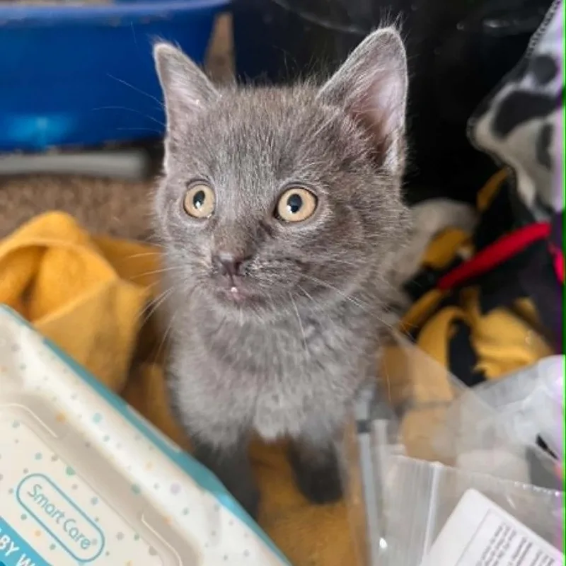 A baby small-sized male Gray / Blue / Silver Domestic Short Hair cat named Garth for adoption in North Canton, OH