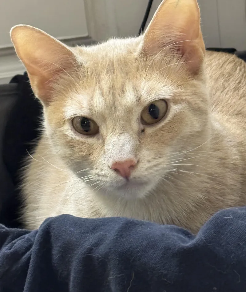 An adult medium-sized male Orange / Red Domestic Short Hair cat named Eddie for adoption in Humble, TX