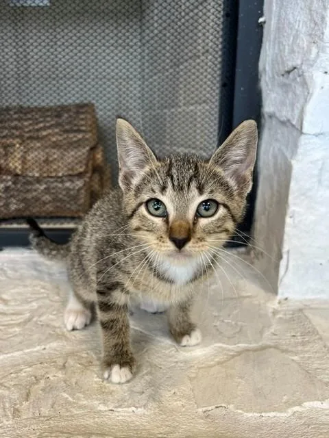A young small-sized female Tabby (Brown / Chocolate) Domestic Short Hair cat named Chatty Cathy for adoption in Tyler, TX