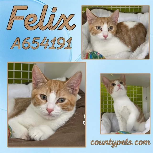 Felix