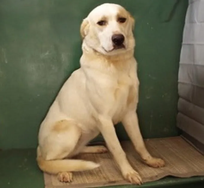 An adult large-sized female Apricot / Beige Labrador Retriever dog named Augie for adoption in Columbia, MO