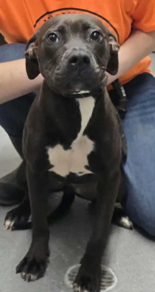 A baby medium-sized female Mixed Breed dog named Dolly for adoption in Hillsdale, IN