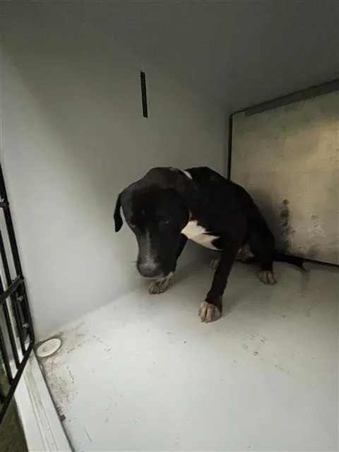 A young large-sized female Labrador Retriever dog named Savannah for adoption in Houston, TX