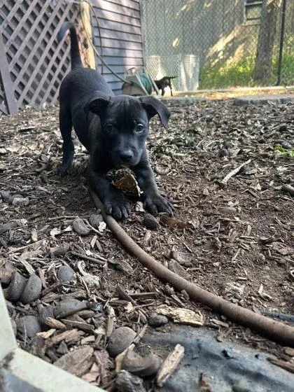 A baby medium-sized male Mixed Breed dog named Nickel for adoption in Hobart, IN