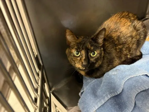 An adult medium-sized female Domestic Short Hair cat named Zoodles for adoption in Chatsworth, CA