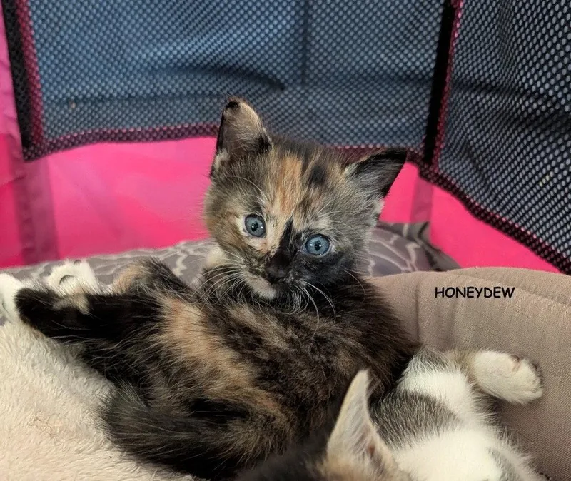 Honeydew