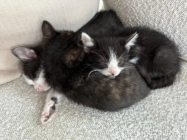 A baby small-sized female Domestic Short Hair cat named Coco for adoption in San Diego, CA