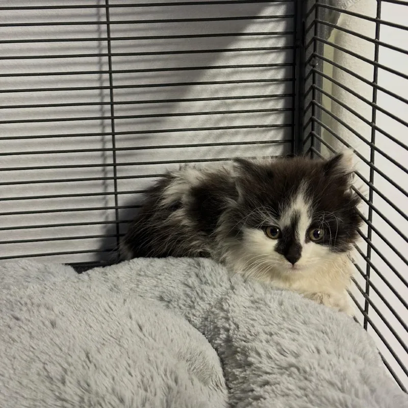 A young small-sized female Black Domestic Long Hair cat named Agnes for adoption in Ferndale, MI