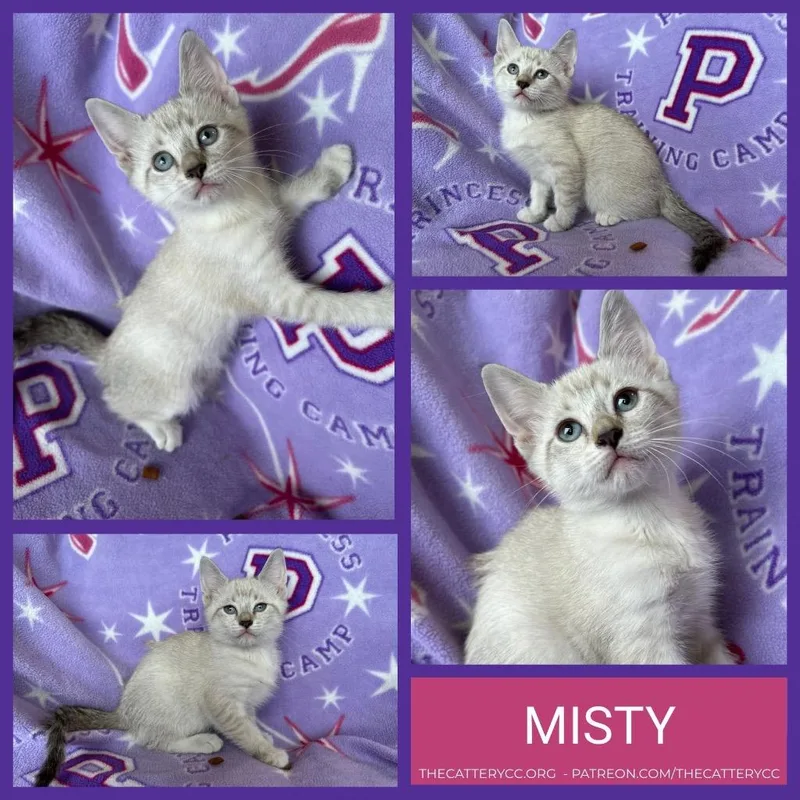 A baby small-sized female Domestic Short Hair cat named Misty for adoption in Corpus Christi, TX