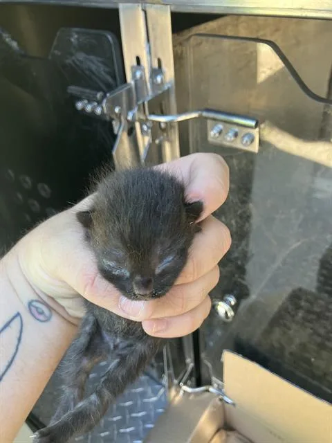 A baby medium-sized female Domestic Medium Hair cat named Alex for adoption in Dallas, TX