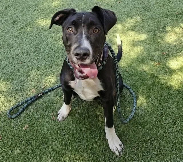 A young medium-sized male Pit Bull Terrier dog named Zagreus for adoption in San Jose, CA