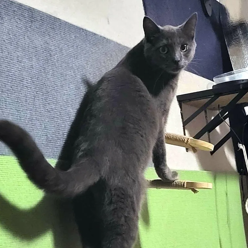 An adult large-sized male Gray / Blue / Silver Domestic Short Hair cat named Zaden for adoption in San Diego, CA