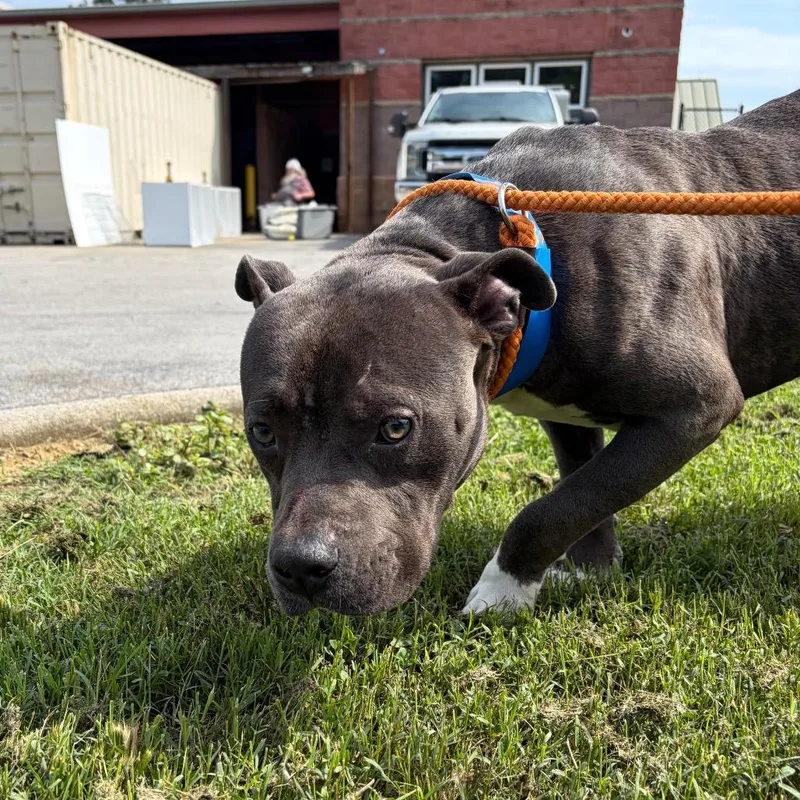 An adult medium-sized male Gray / Blue / Silver Mixed Breed dog named Figaro for adoption in Chattanooga, TN