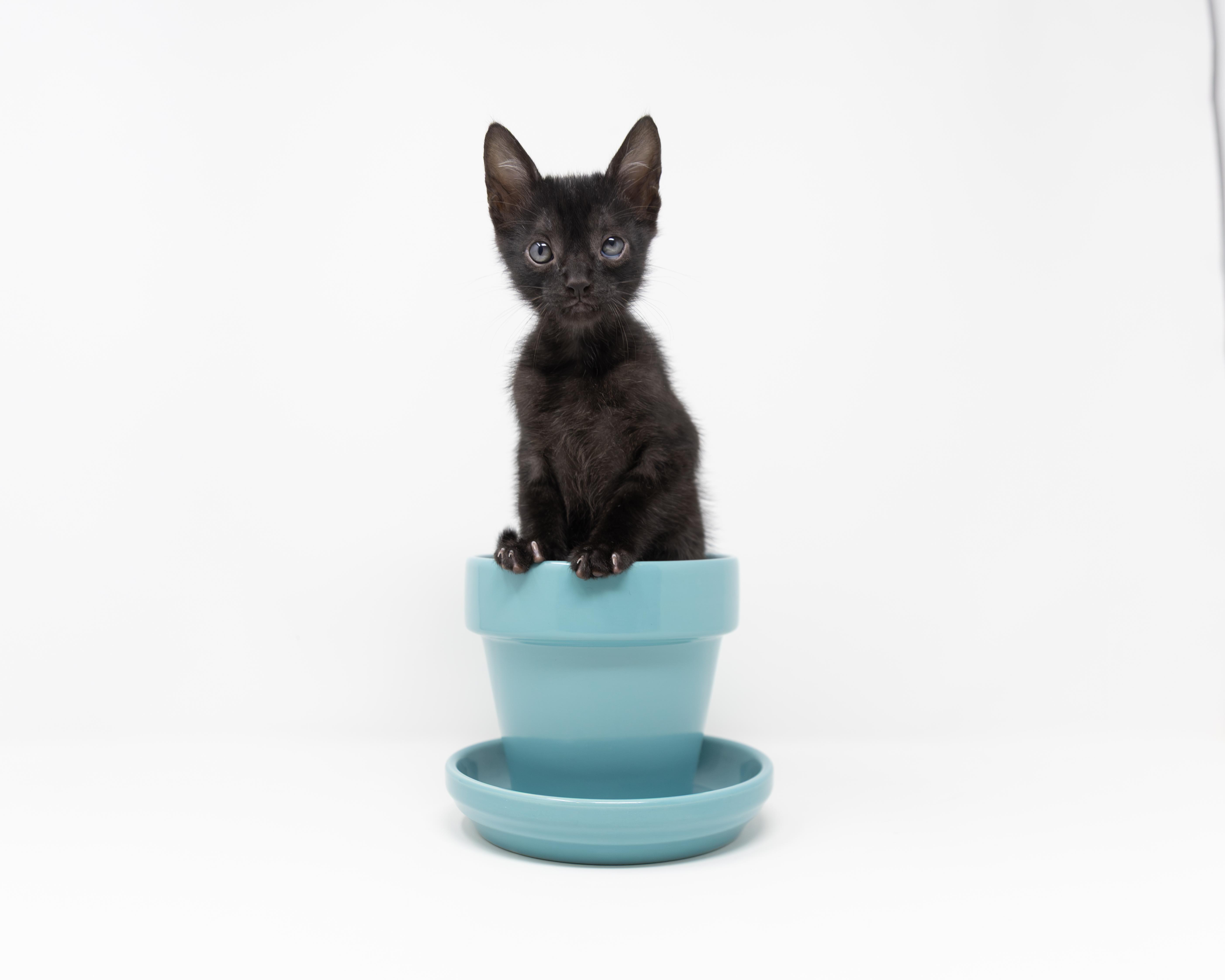 A baby medium-sized male Black Domestic Short Hair cat named Ziggy for adoption in Trophy Club, TX