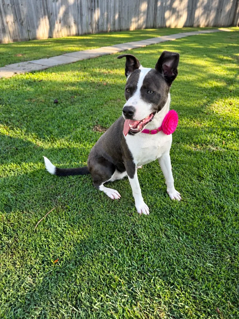 A young medium-sized female Terrier dog named Chloe for adoption in Alexandria, LA