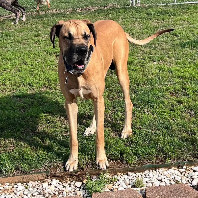 An adult extra large-sized male Merle (Blue) Great Dane dog named Toby & Duke  for adoption in Bullard, TX