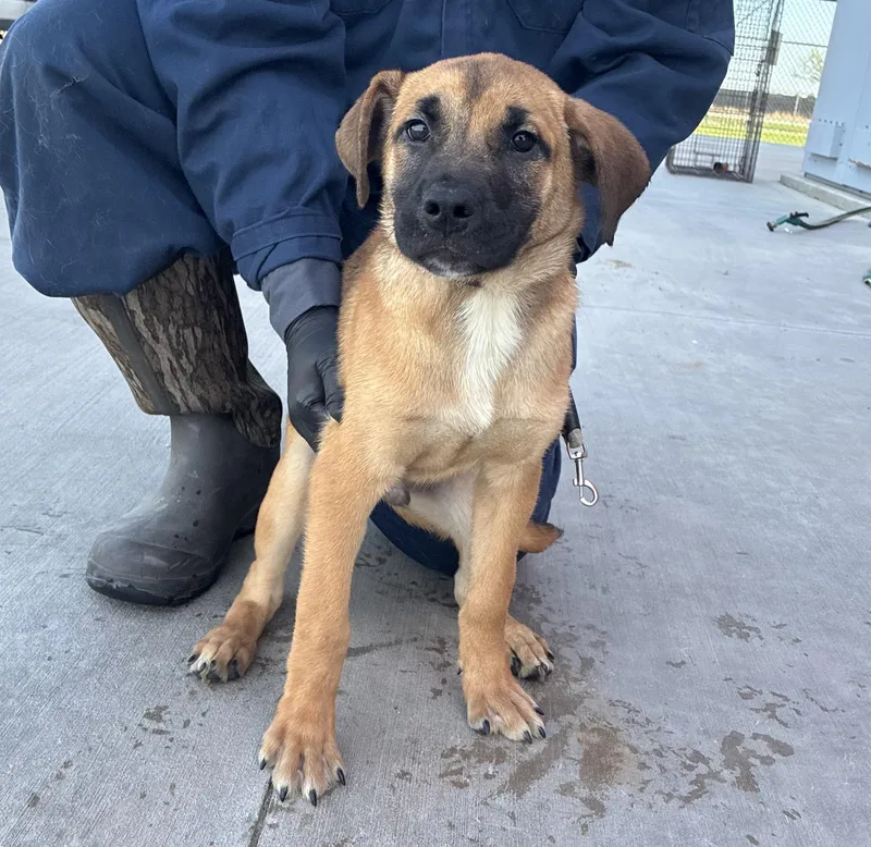 A young medium-sized male Bicolor German Shepherd Dog dog named Silvester for adoption in Delano, CA