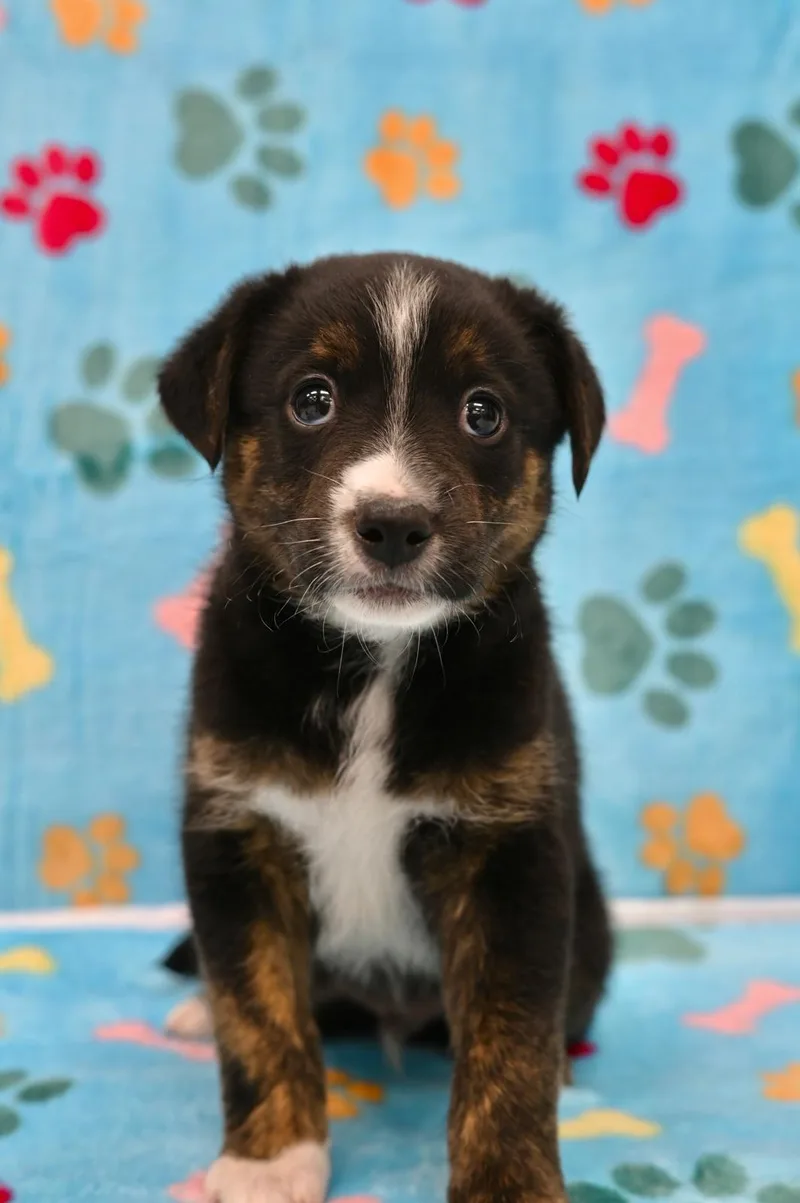 A young medium-sized male German Shepherd Dog dog named Alcaraz for adoption in Miami, FL