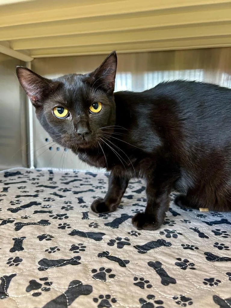 A baby medium-sized female Domestic Short Hair cat named Dash for adoption in West Union, OH