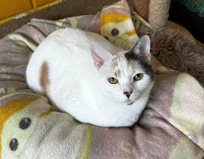 An adult medium-sized female Calico cat named Blanch for adoption in Lake Dallas, TX