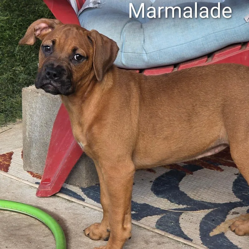 Marmalade DD