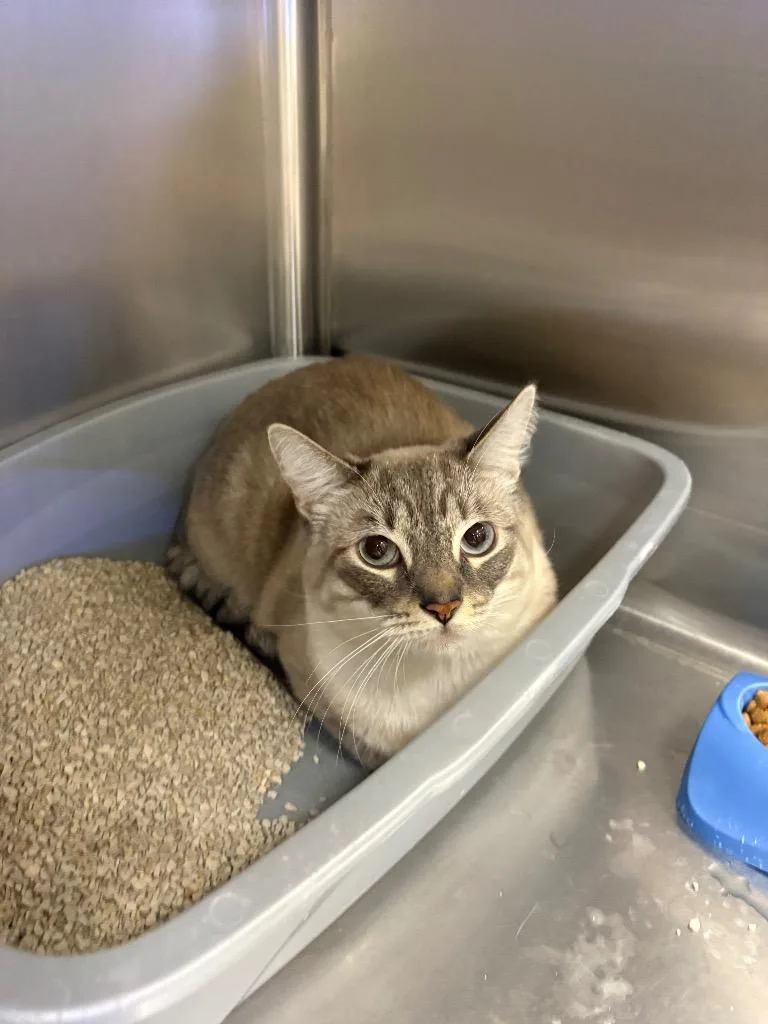 A young medium-sized female Tabby cat named Gamora for adoption in Twentynine Palms, CA