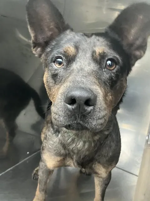 An adult medium-sized male Mixed Breed dog named Blue for adoption in Dallas, TX